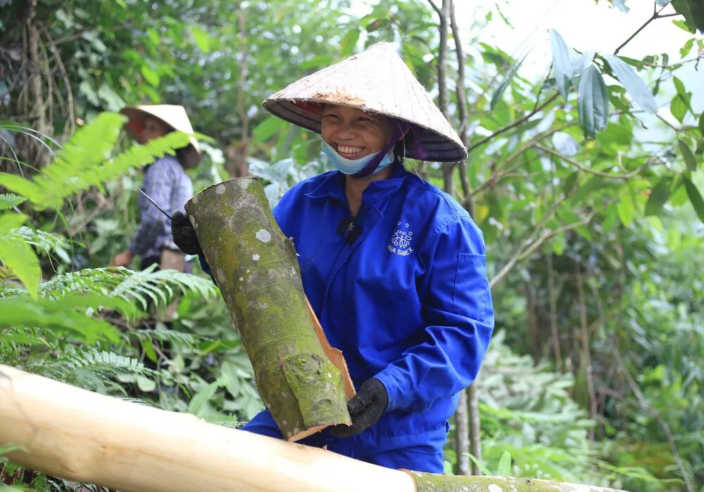 Nông dân vùng cao thu hoạch nông sản trong vùng dự án GreenU tại Sơn La
